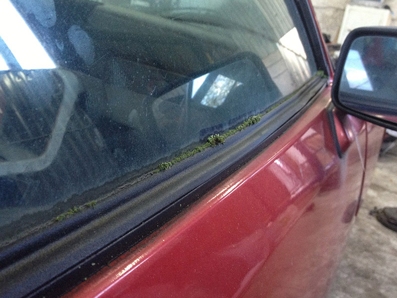 природа взяла своё